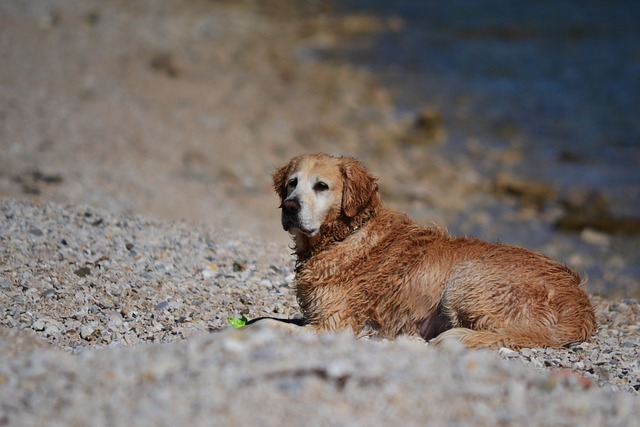 Råfoder til hunde: En modebølge eller vejen til bedre sundhed?